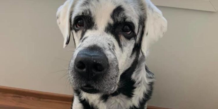 Labrador mit Vitiligo